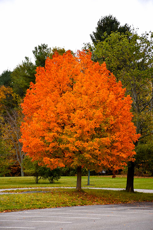 Sugar Maple