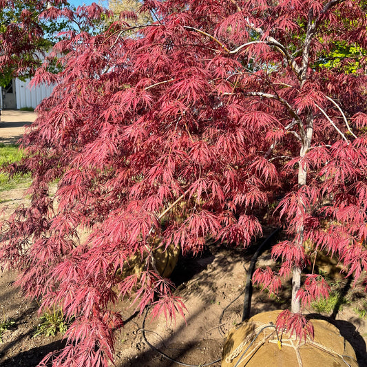 Acer Palmatum 'Tamukeyama'