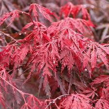 Acer Palmatum 'Tamukeyama'