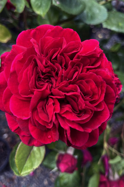 Tess of the d’Urbervilles David Austin English Climbing Rose