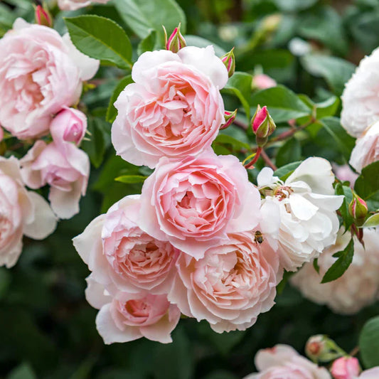 The Generous Gardener David Austin English Climbing Rose