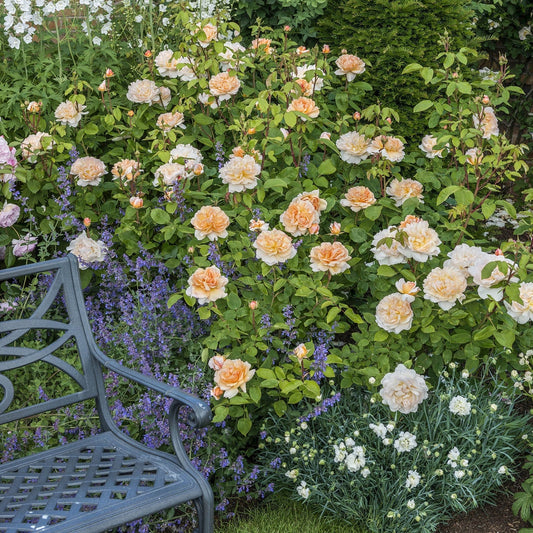 The Lady Gardener™ David Austin Rose