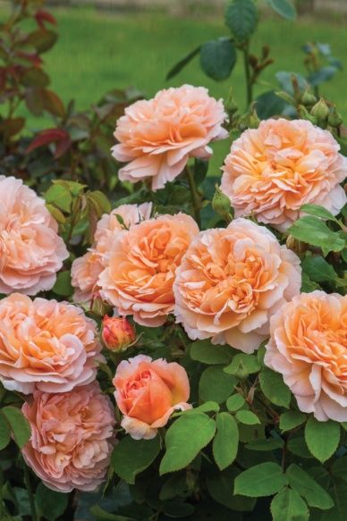 The Lady Gardener™ David Austin Rose