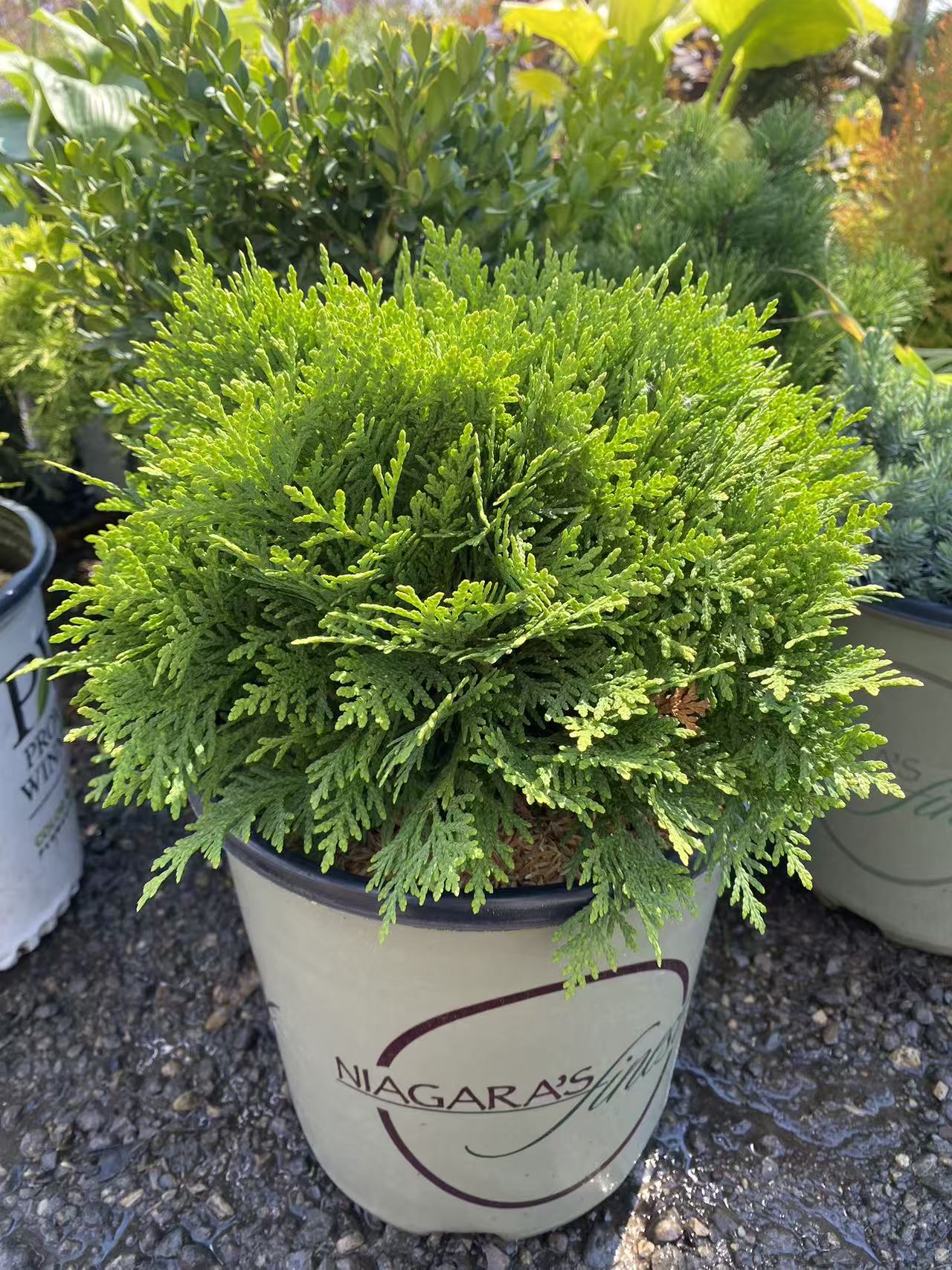Thuja occidentalis Danica