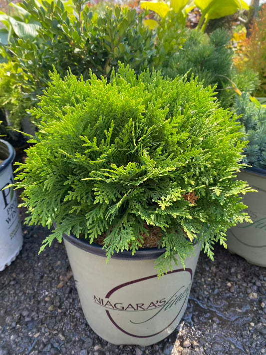 Thuja occidentalis Danica