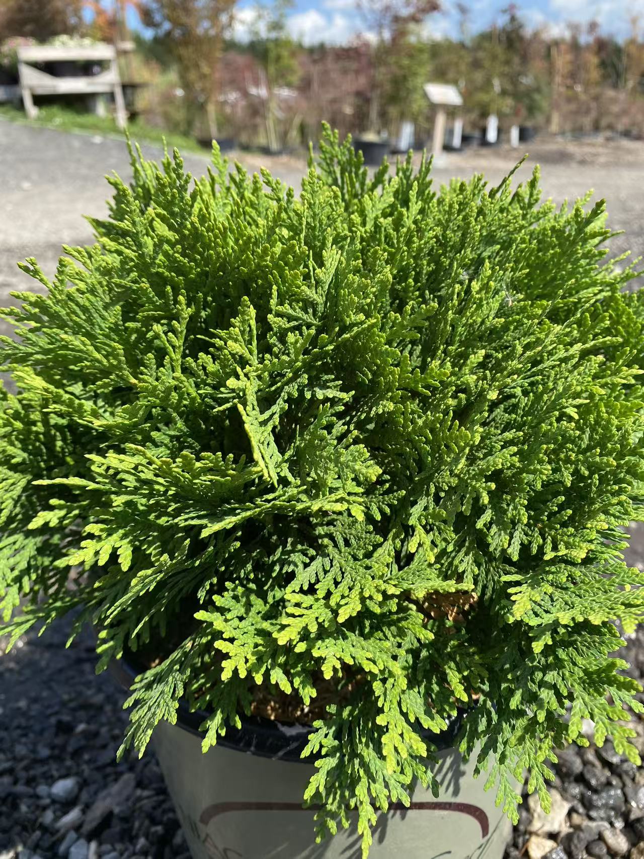 Thuja occidentalis Danica