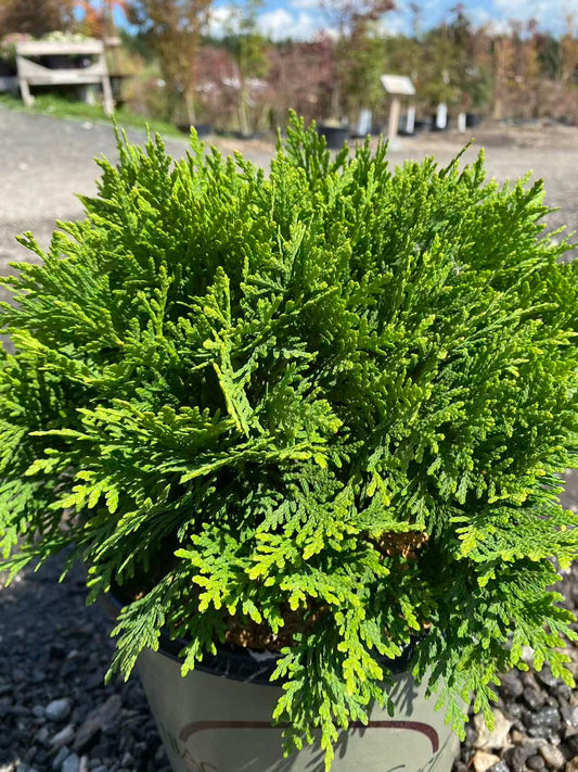 Thuja occidentalis Danica