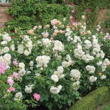 Tranquillity™ David Austin Rose
