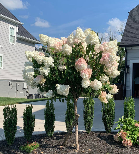 Vanilla Strawberry Hydrangea Tree