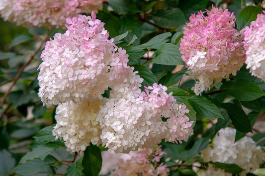 Vanilla Strawberry Hydrangea