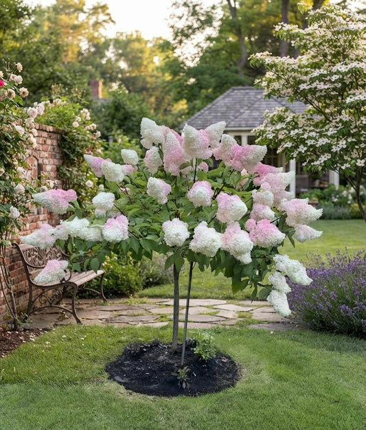 Vanilla Strawberry Standard Hydrangea Tree for sale in Toronto