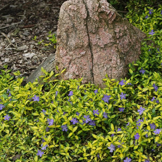 Vinca 'Illumination'
