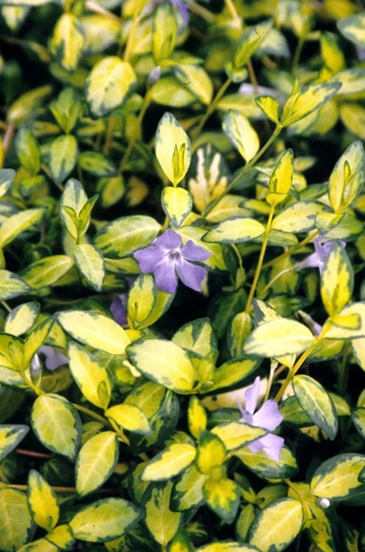 Vinca 'Illumination'