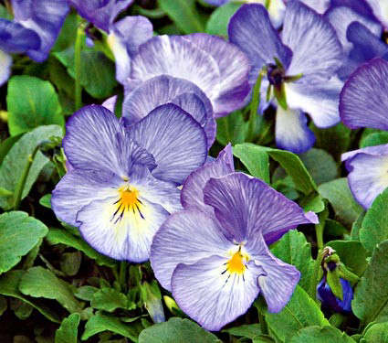 Viola 'Celestial Blue Moon'