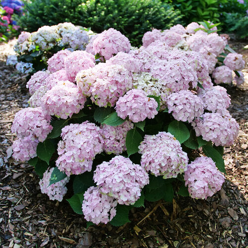 Hydrangea Macrophylla Wee Bit Innocent™