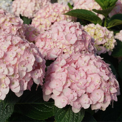 Hydrangea Macrophylla Wee Bit Innocent™