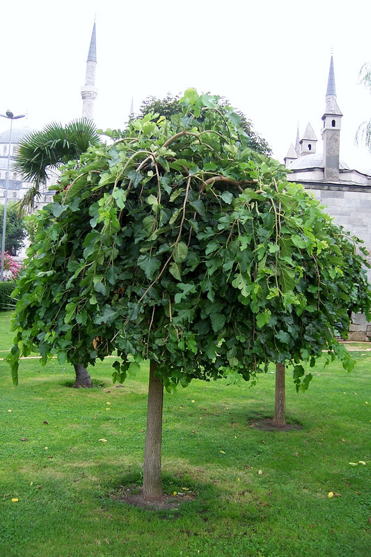 Weeping Mulberry