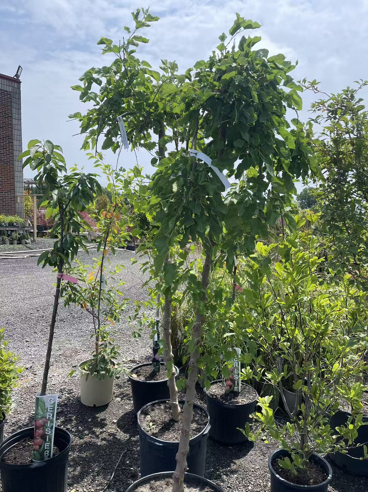 Weeping Mulberry (Fruitless)