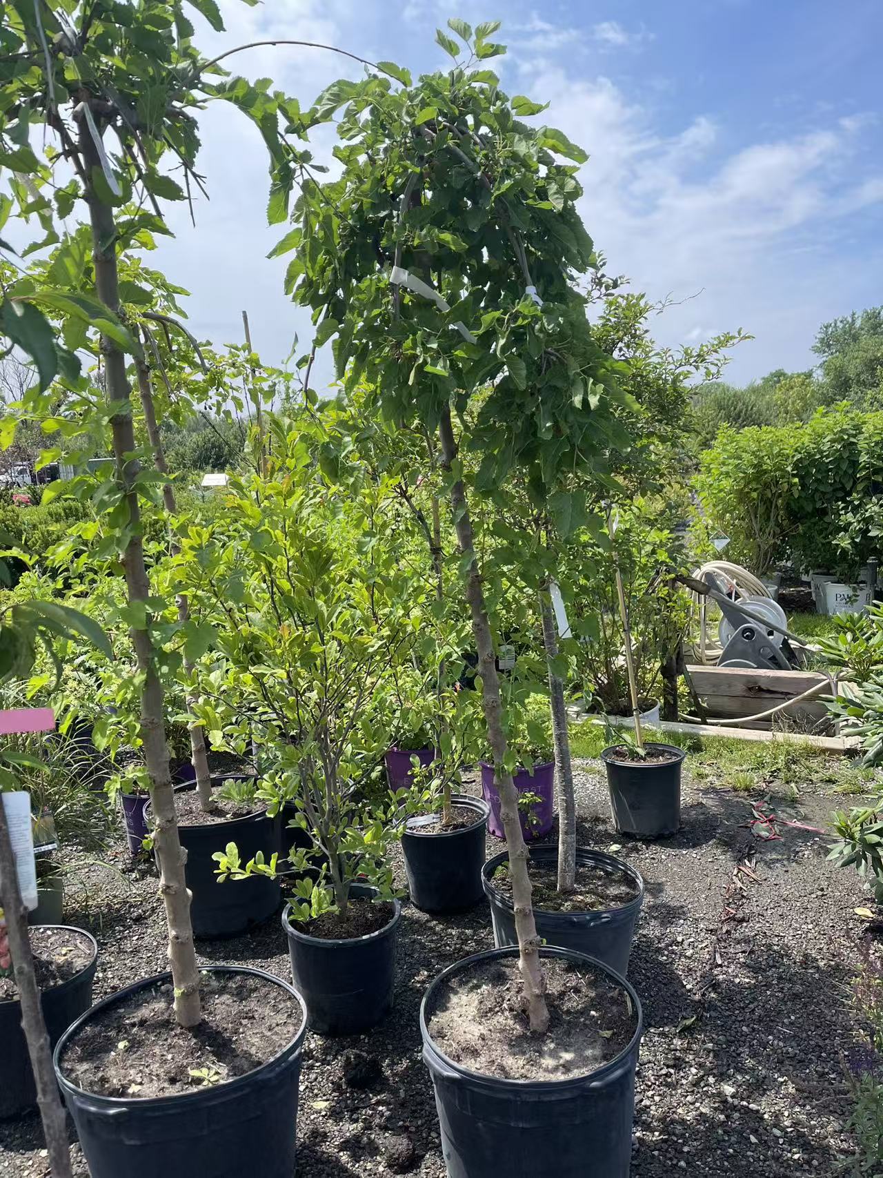 Weeping Mulberry (Fruitless)