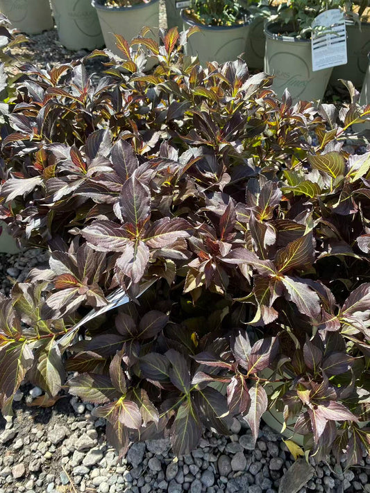 Weigela 'Dark Horse'