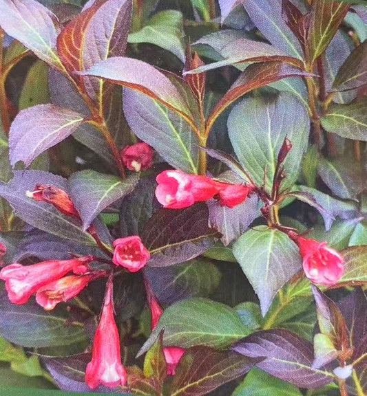 Weigela 'Dark Horse'