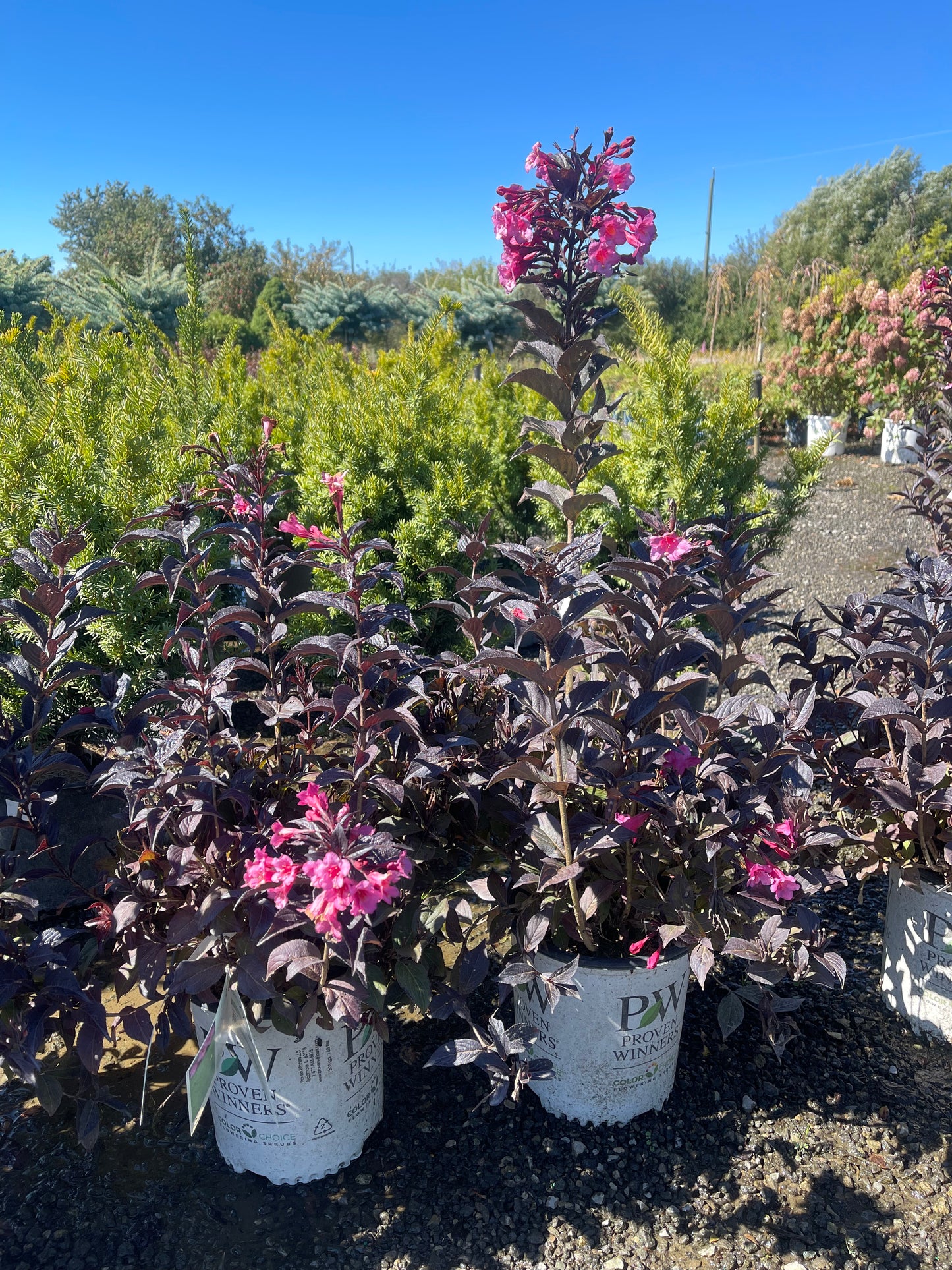 Weigela 'Sonic Bloom Wine'