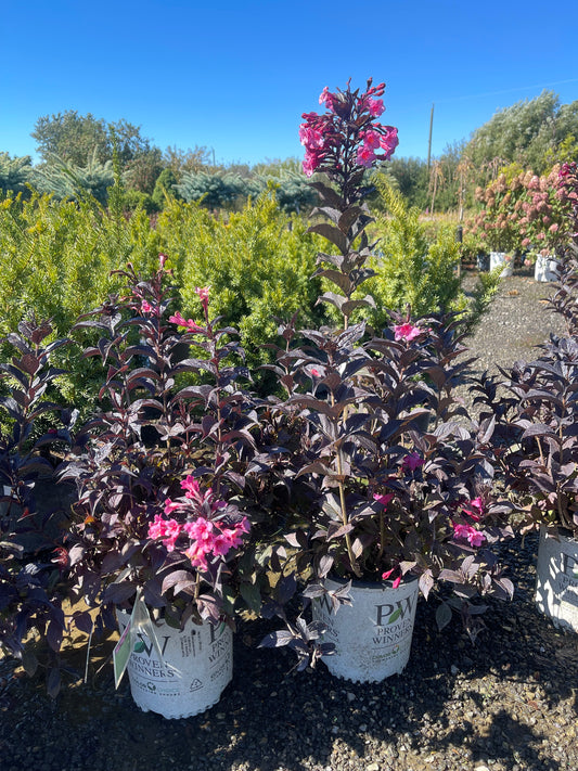 Weigela 'Sonic Bloom Wine'