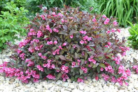 Weigela Minuet