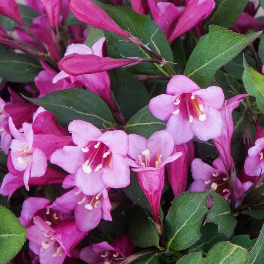 Weigela Minuet