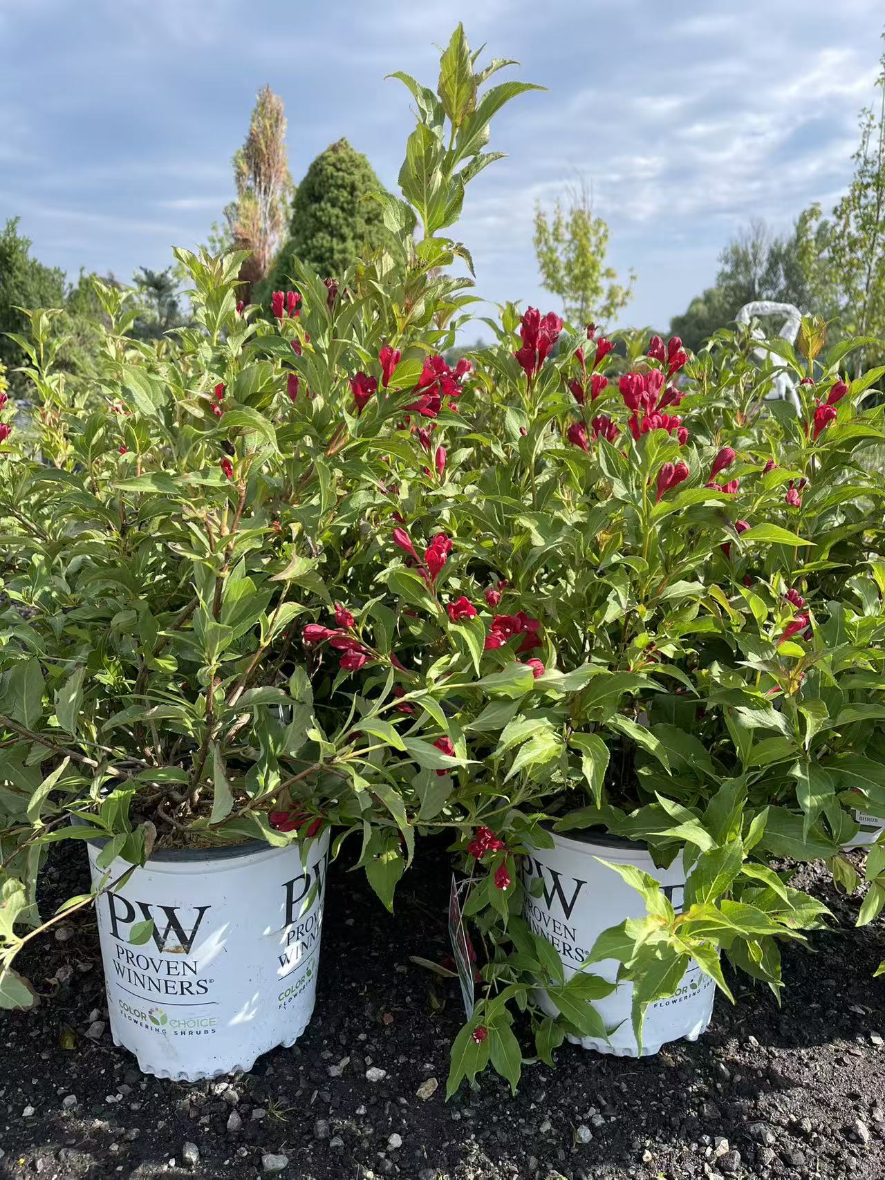 Weigela Florida 'Sonic Bloom Red'