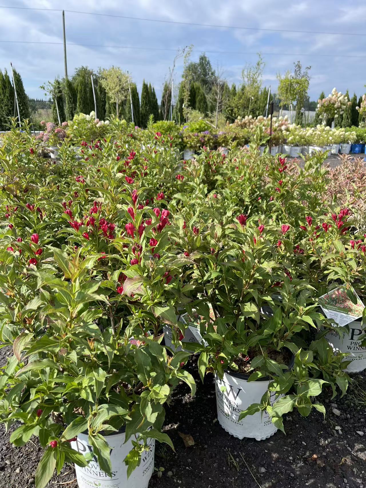 Weigela Florida 'Sonic Bloom Red'