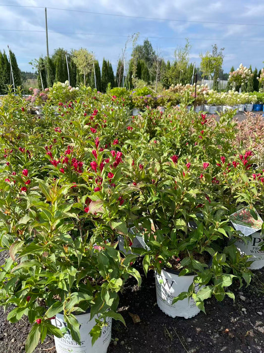 Weigela Florida 'Sonic Bloom Red'