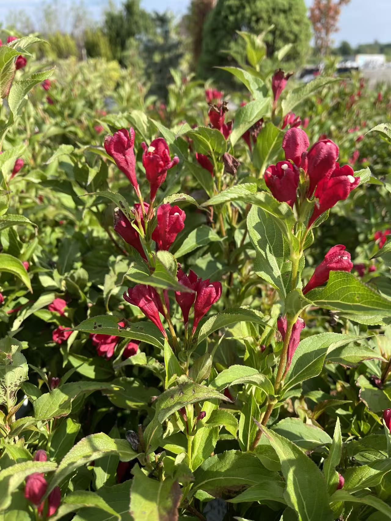 Weigela Florida 'Sonic Bloom Red'