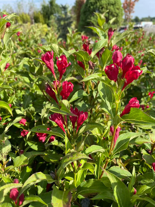 Weigela Florida 'Sonic Bloom Red'