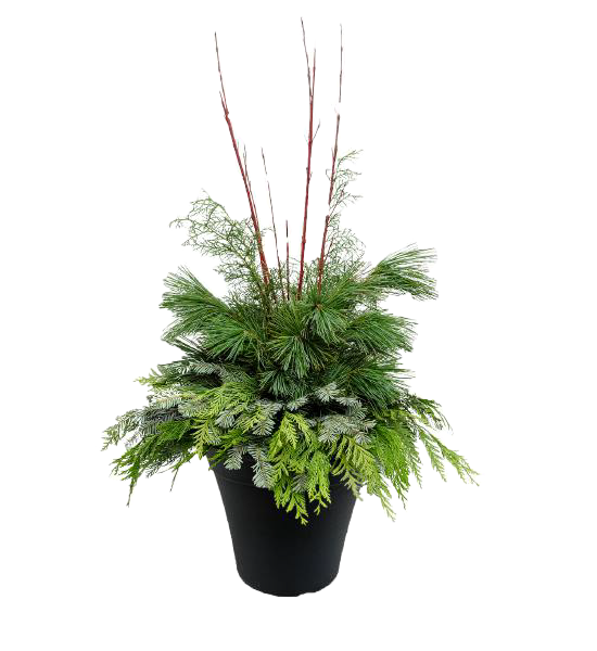 Winter Porch Pot 'Greens & Dogwood'