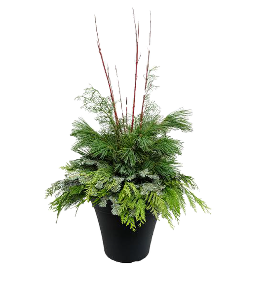 Winter Porch Pot 'Greens & Dogwood'