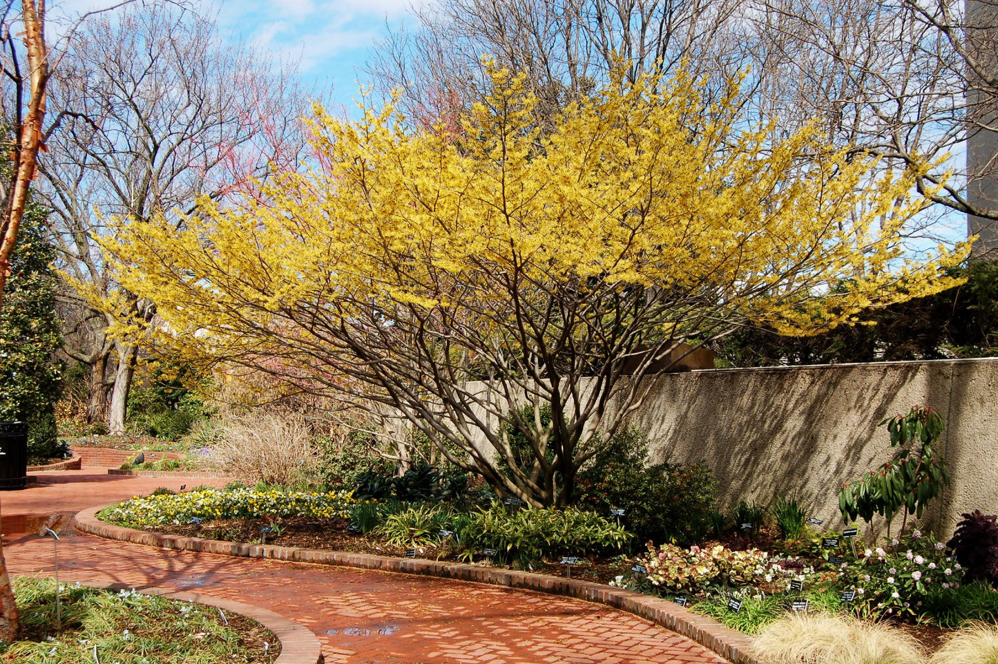 Witch hazel