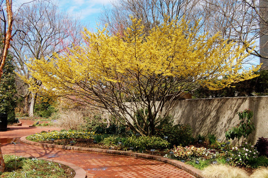 Witch hazel