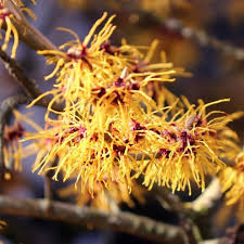 Witch hazel