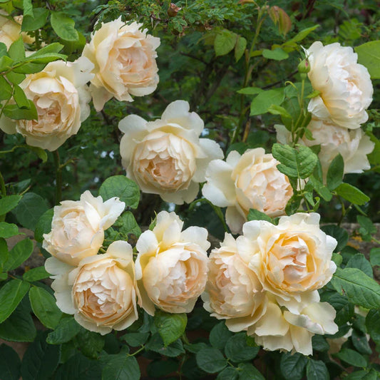 Wollerton Old Hall David Austin English Climbing Rose