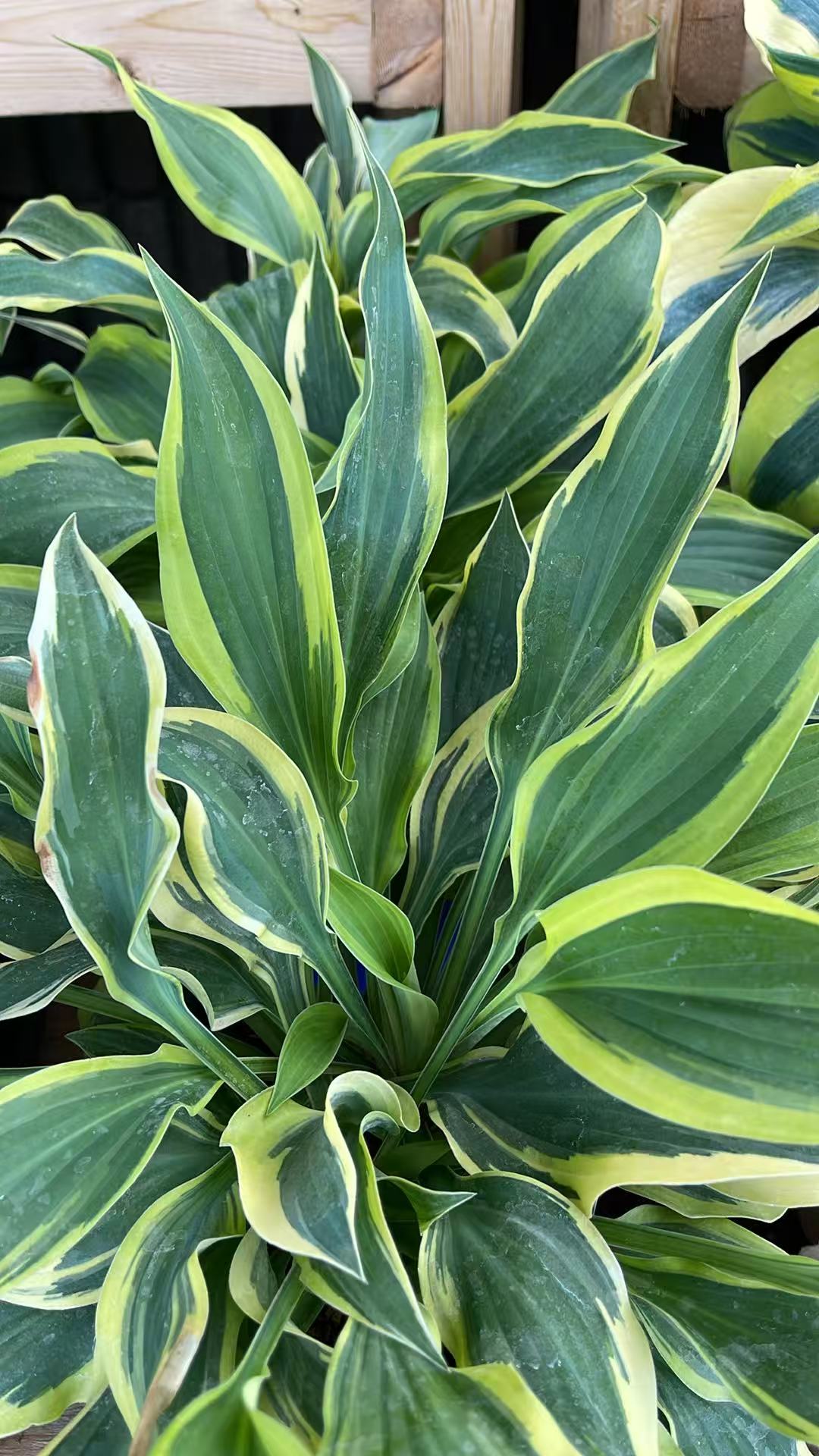 Hosta 'Wolverine'