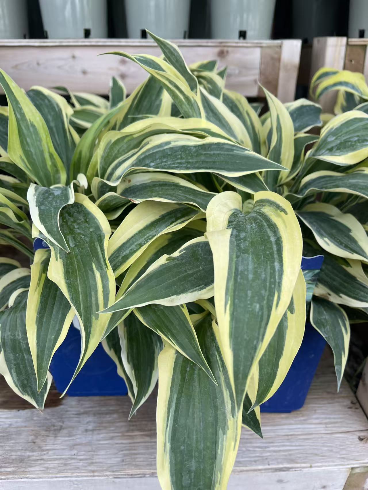 Hosta 'Wolverine'