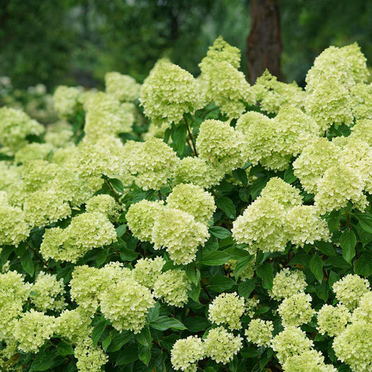 Hydrangea paniculata Little Lime®