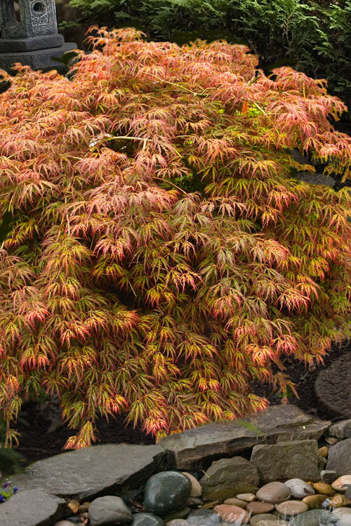 Acer Palmatum 'Orangeola'
