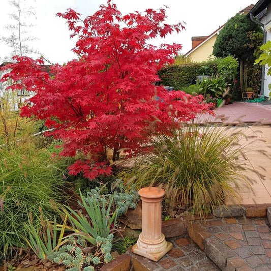 Acer Palmatum 'Osakazuki'