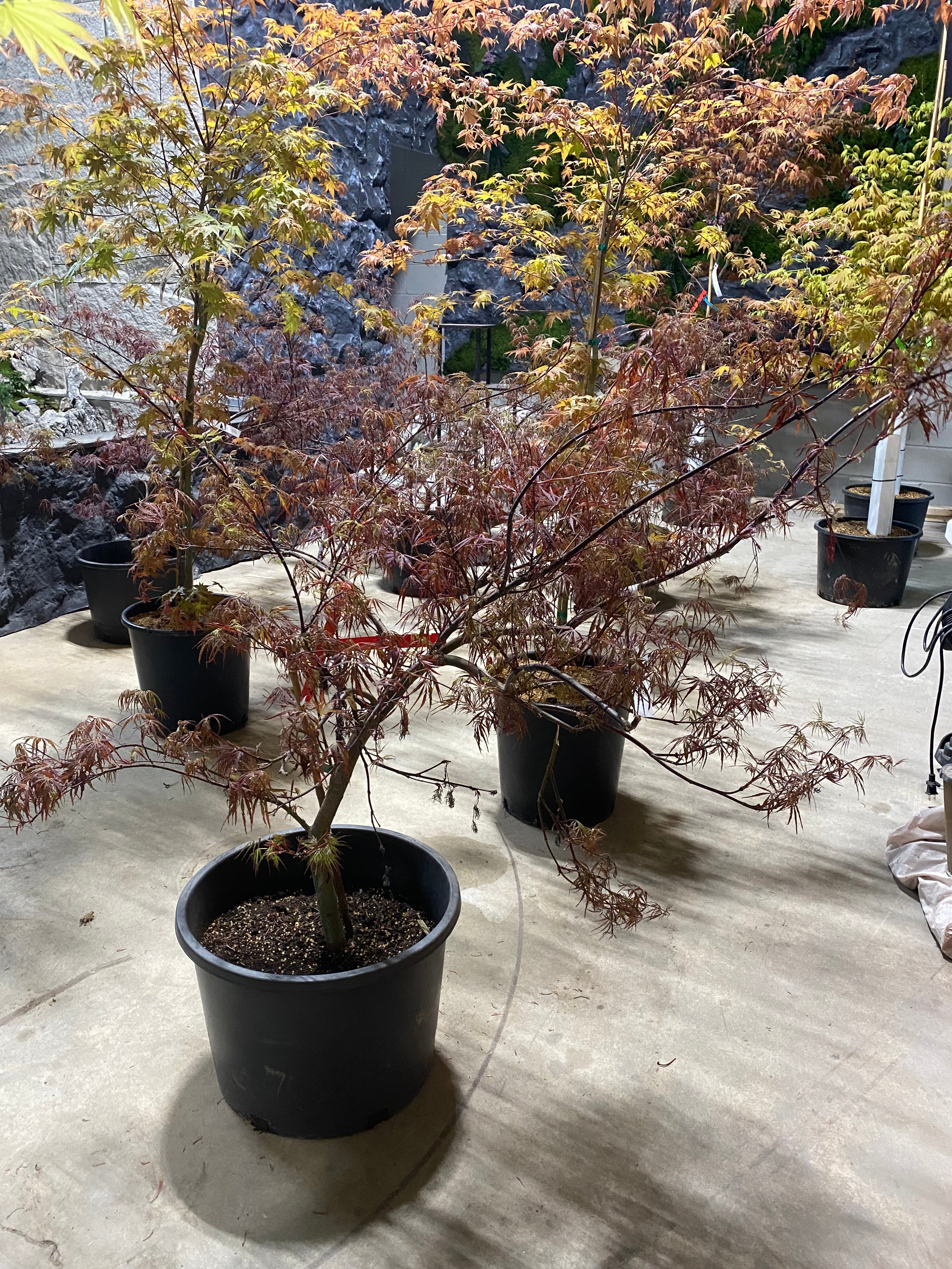 Acer palmatum Dissectum 'Firecracker' – zforcefarm