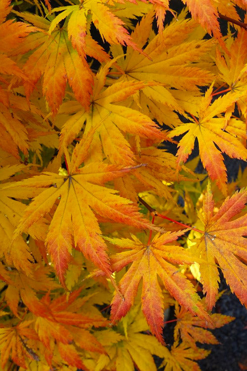 Acer palmatum Ki Hachijo