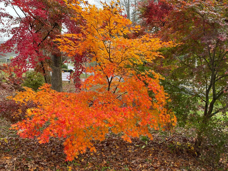 Acer palmatum Ki Hachijo