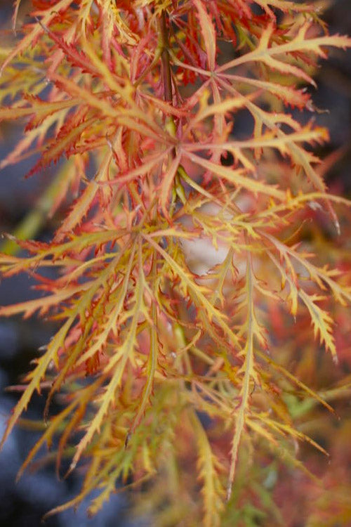 Acer Palmatum  Baby Lace