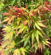 Acer palmatum Kuro hime